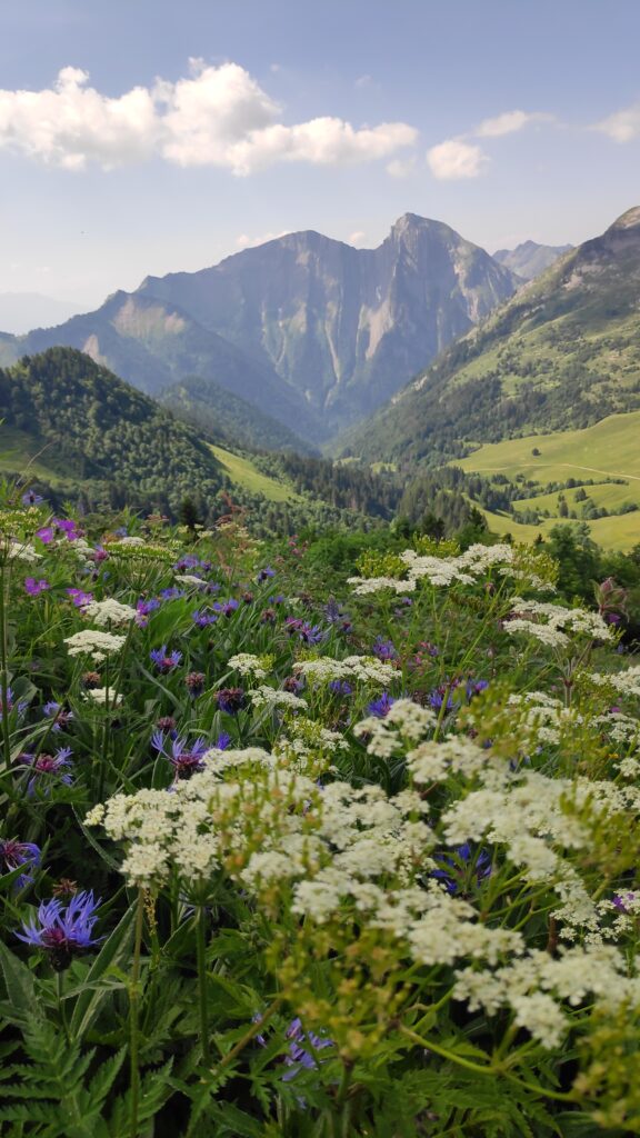 Montagne au printemps avec avant-plan de prairie fleurie dans les Alpes.